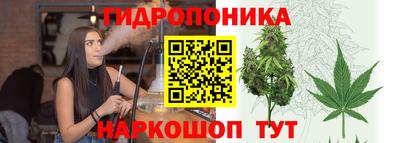 шишки Кандалакша