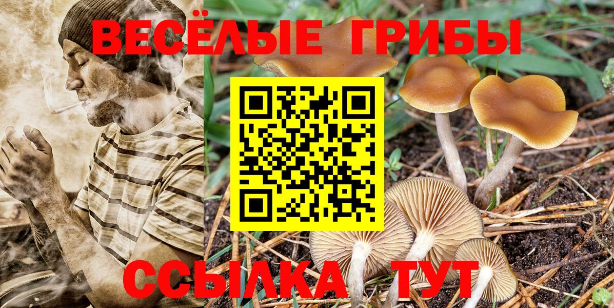 Курчалой  Псилоцибиновые грибы GOLDEN TEACHER  Вход с VPN  Псилоцибиновые грибы Psilocybine cubensis 